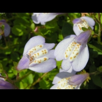 Mazus Reptans (fam. Scrophulariacees) (Himalaya) (3)